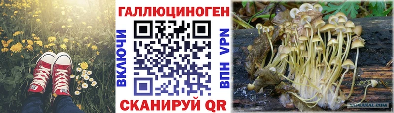 гидра ссылки  наркота  Весьегонск  Галлюциногенные грибы Psilocybine cubensis 